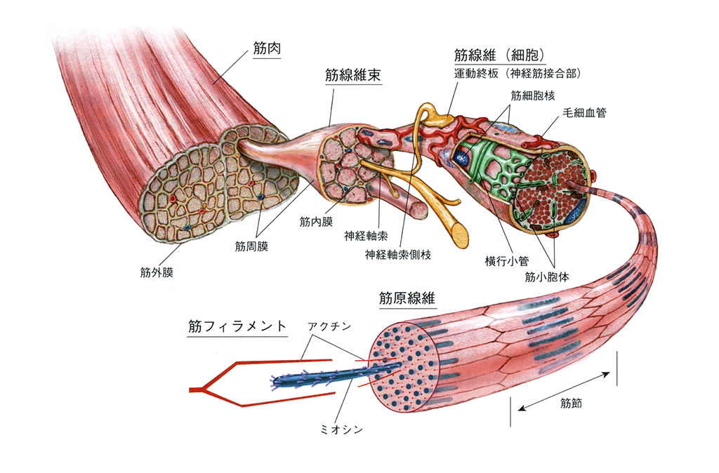 改訂版 クリニカルマッサージ―ひと目でわかる筋解剖学と触診・治療の基本テクニック (DVD付)